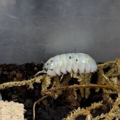 ダンゴムシ　マジックポーション　１５匹