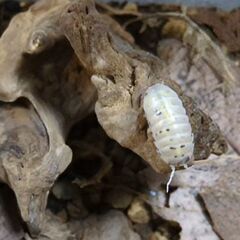 ダンゴムシ　マジックポーション　３０匹の画像