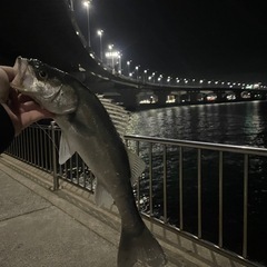 知多半島で釣り仲間募集中です🙂 - メンバー募集