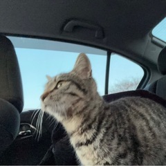 終了しました猫の里親募集してます