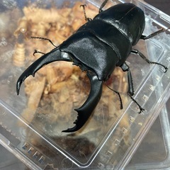 大型キングテイオウヒラタ♂1♀3の画像