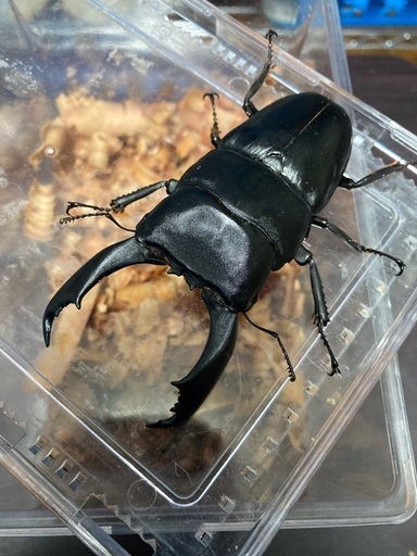 大型キングテイオウヒラタ♂1♀3