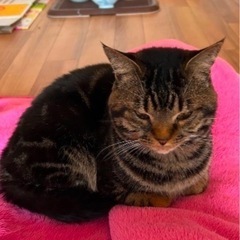 3歳のオス猫