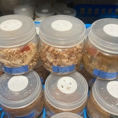 大型キングテイオウヒラタ♂1♀3の画像