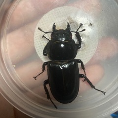 シェンクリングオオクワガタ　♂単品ピンクアイの画像