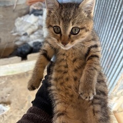 子猫を保護しました