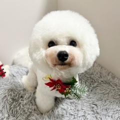 小型犬のトリミング⭐︎3300円⭐︎格安でお受けします♡愛媛県松...