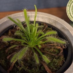 モウセンゴケ①
の画像