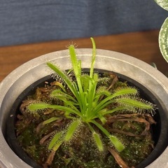 モウセンゴケ①
