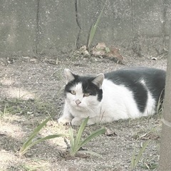 犬猫のボランティアをしている方と繋がりたい