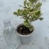 ランキングキーワードに紐づく投稿画像-観葉植物