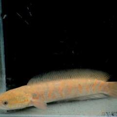 特価品!　熱帯魚　チャイニーズスネークヘッド