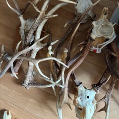 鹿の角　本物
の画像