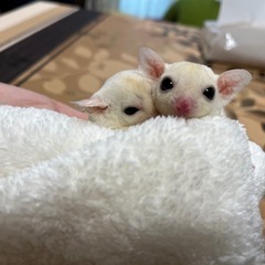 フクロモモンガ🩵リューシ 男の子️🩵