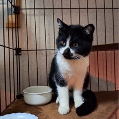 超！甘えん坊の子猫 − 徳島県