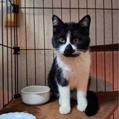 超！甘えん坊の子猫 - 里親募集