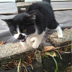 超！甘えん坊の子猫