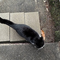 超！甘えん坊の子猫 - 猫