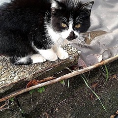 超！甘えん坊の子猫 - 海部郡