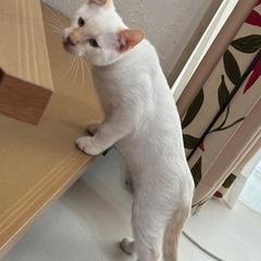 祝＊ずっとのおうちが決まりました♪シャム吉くん 5ヶ月男の子