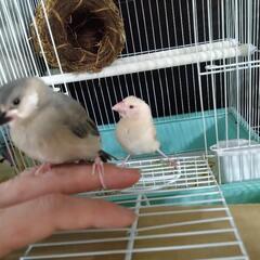 成長した文鳥
