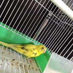 セキセイインコ成長