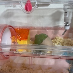 育てられなくなったため