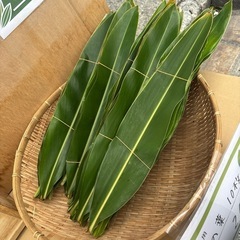 ムーチーの葉あります！