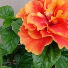55歳以上の女性限定の雑談グルを発足しました🌺