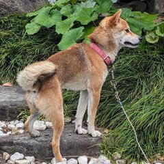 迷い犬の柴犬 飼い主の方見つかりました！