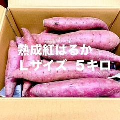 農薬・化学肥料不使用 熟成紅はるか Lサイズ ５キロ