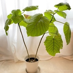 観葉植物　ウンベラータ　