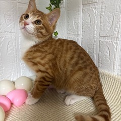 猫さんと仲良く出来る優しい子です🐱