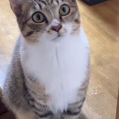 【トライアル決定】8ヵ月位☆やんちゃで元気いっぱい！キジトラ白のエル君