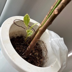 元気なゴムの木　1メートルくらいの画像