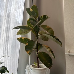 元気なゴムの木　1メートルくらいの画像