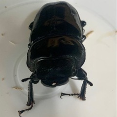 ★久留米オオクワガタ　雌1匹　57.7mm★の画像