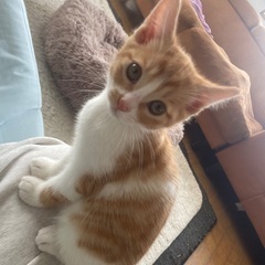 茶白子猫【メス】