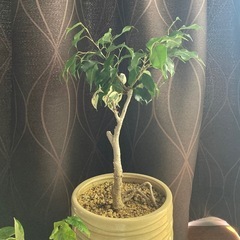 🌱フィカス ベンジャミン　スターライト
