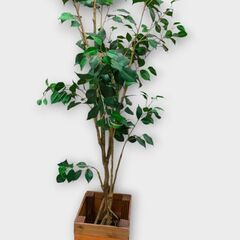 フェイクグリーン　緑　自然　人工　観葉植物　植物　グリーン　イン...