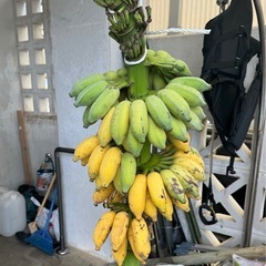 島バナナ🍌
