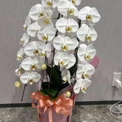 【無料】胡蝶蘭2鉢