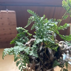 あげます/観葉植物/シダ科とコウモリランの画像