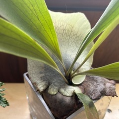 あげます/観葉植物/シダ科とコウモリランの画像