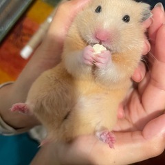 キンクマハムスター　赤ちゃん