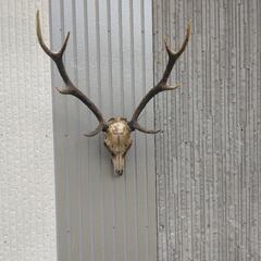 シカの角 - 置物、オブジェ