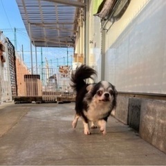 チワワのアトムくん - 犬
