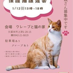 保護猫譲渡会1/12(日)