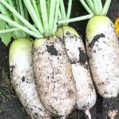 🌱【農業アルバイト２名募集】自然に触れながら働こう！🌾週３～５勤務の画像