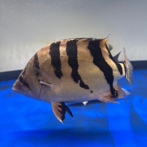 ダトニオ プラスワン 大型魚 古代魚